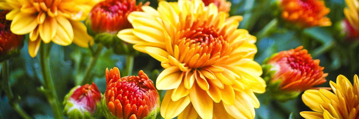 Garden Mum